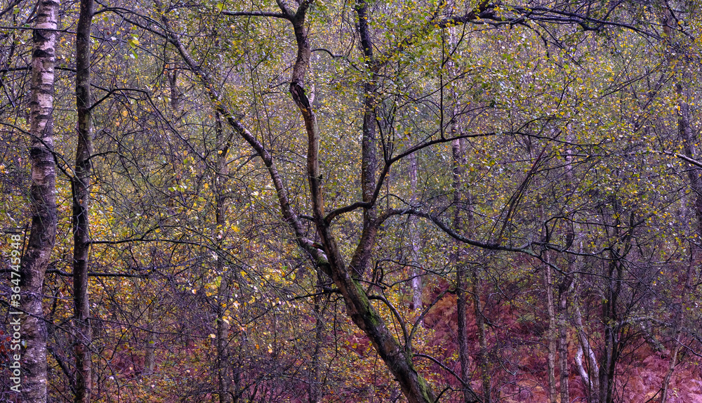 Heath Warren Wood Bramshill Hampshire, colourful woodland scenes Heath Warren Wood Bramshill Hampshire, colourful woodland scenes