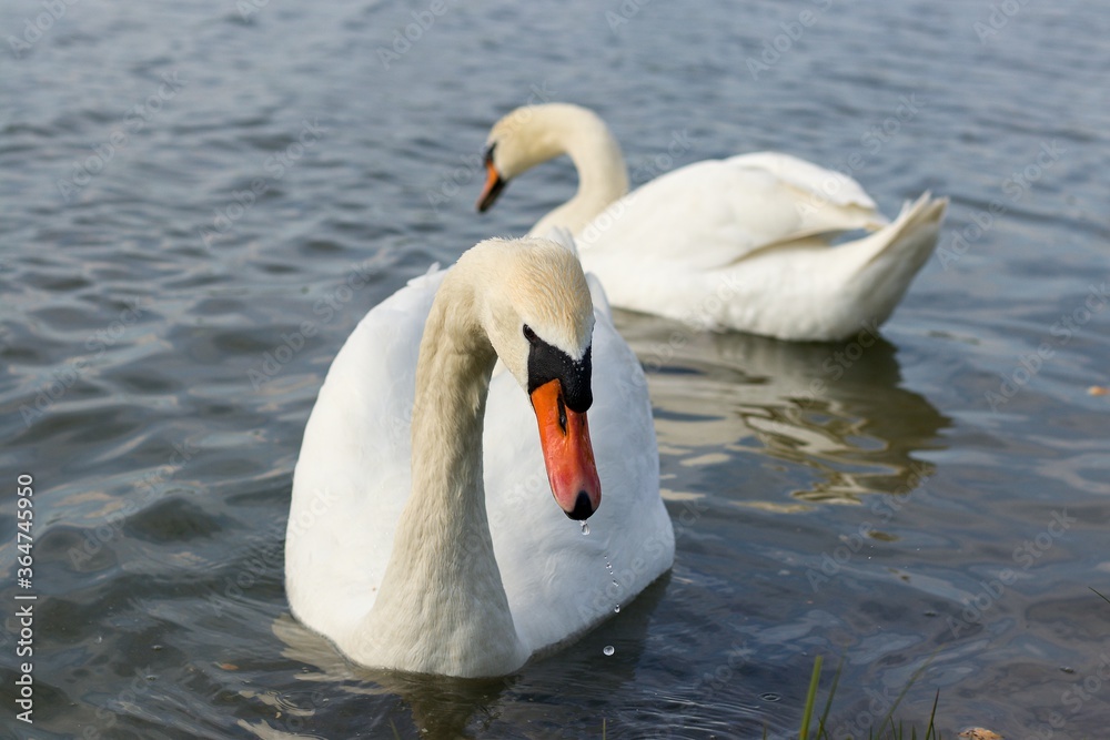Obraz premium swan on the lake