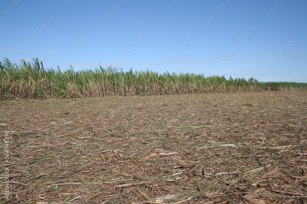 Obraz premium CANA DE AÇÚCAR