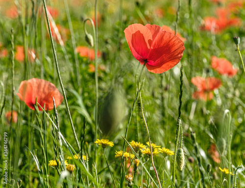 Field of poppies. Papaver rhoeas or common red poppy is an annual herbaceous species and this poppy is notable as an agricultural weed that can germinate when the soil is disturbed