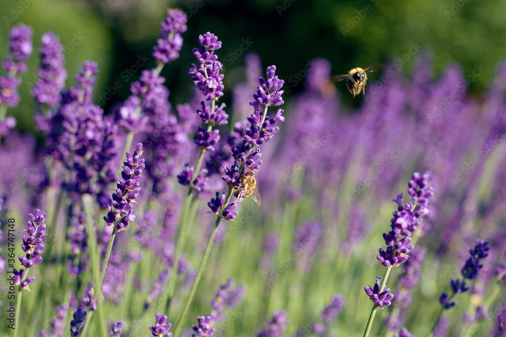 lavender field provence france lavender field provence france