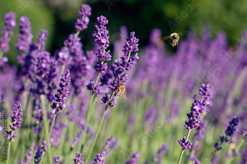 Fototapeta Naklejka Na Ścianę i Meble -  lavender field provence france