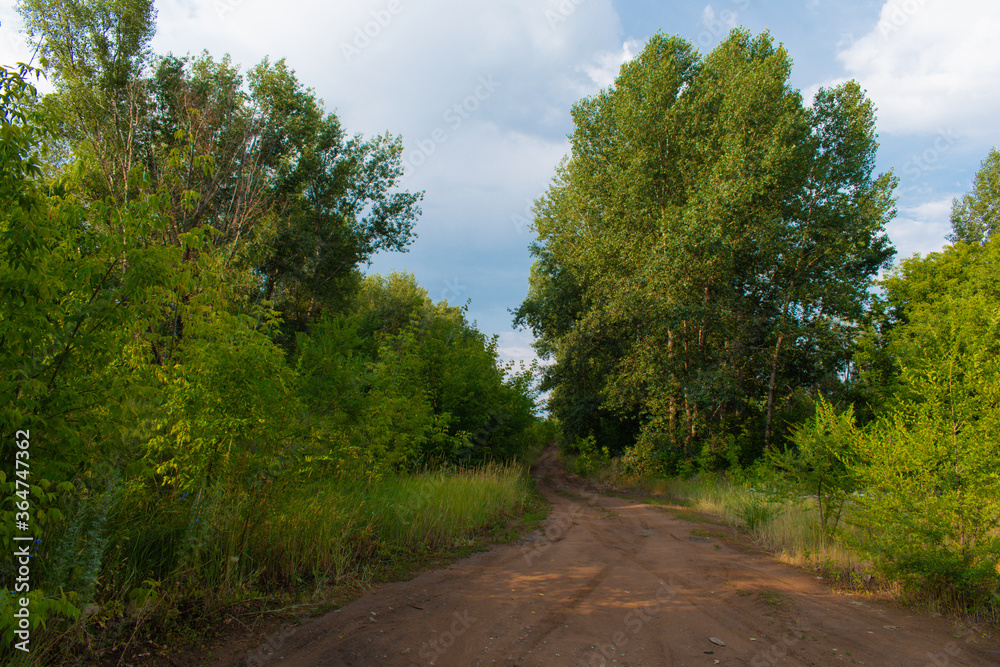 Obraz premium Forest-sandy road after the rain