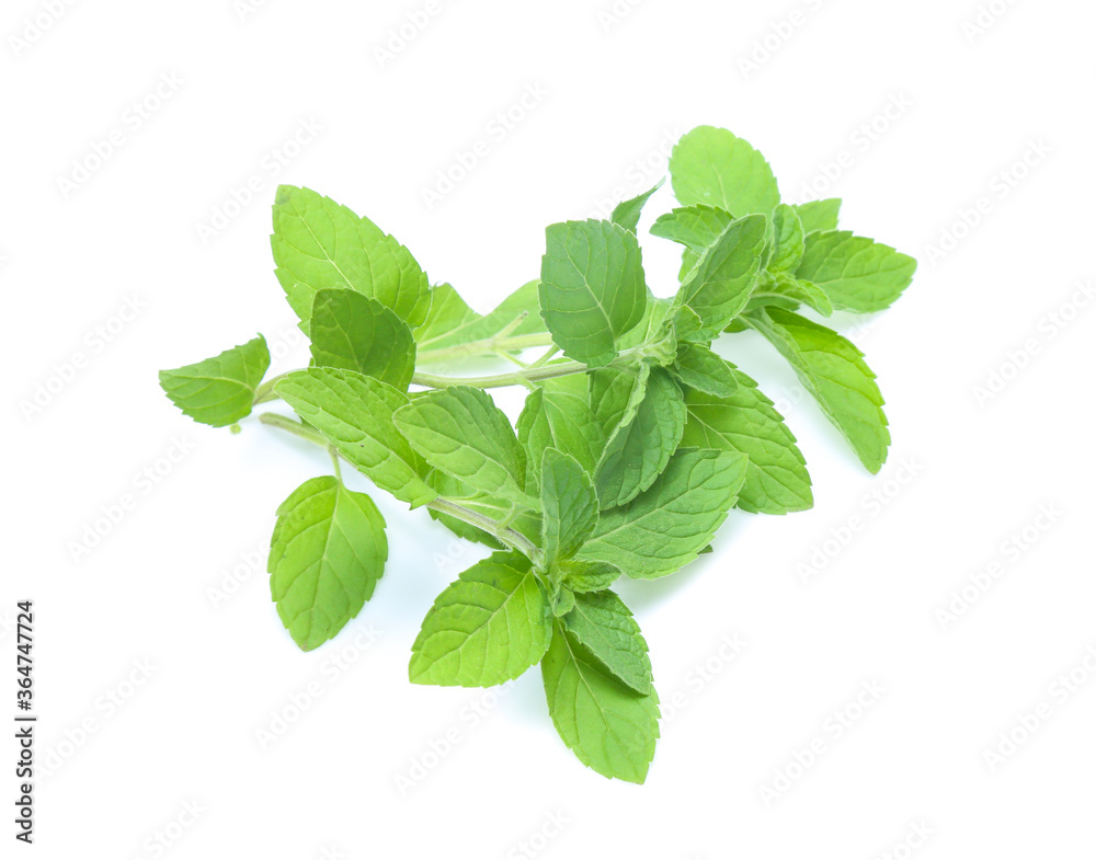 mint leaves isolated isolated on white