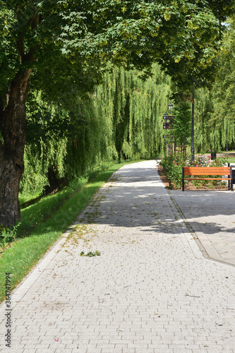 Park bench under willows on a sunny noon, paved paths.