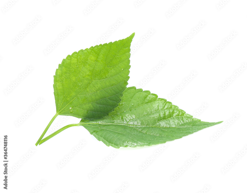 Fototapeta premium green leaf isolated on a white