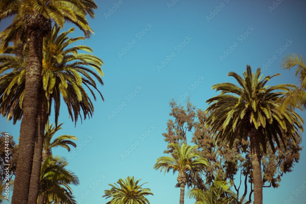 Fototapeta premium Palm Trees 2