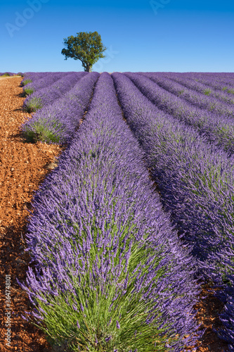 Lavender fields of Provence in summer with almong tree. Valensole Plateau  Alpes-de-Haute-Provence  European Alps  France