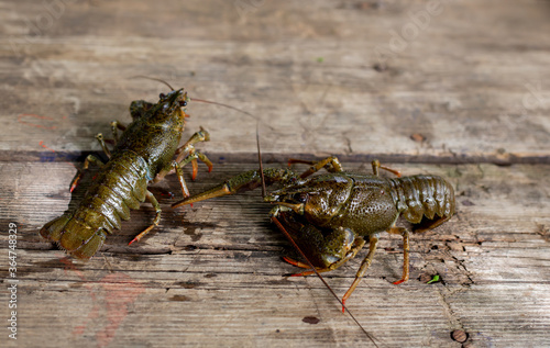 Live crayfish on a wooden background-summer fisherman's catch