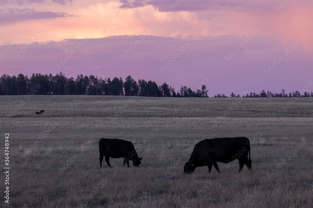 cows grazing at sunset cows grazing at sunset
