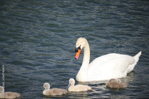 swan on the lake