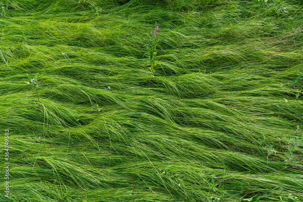Green thick carpet of grass Green thick carpet of grass