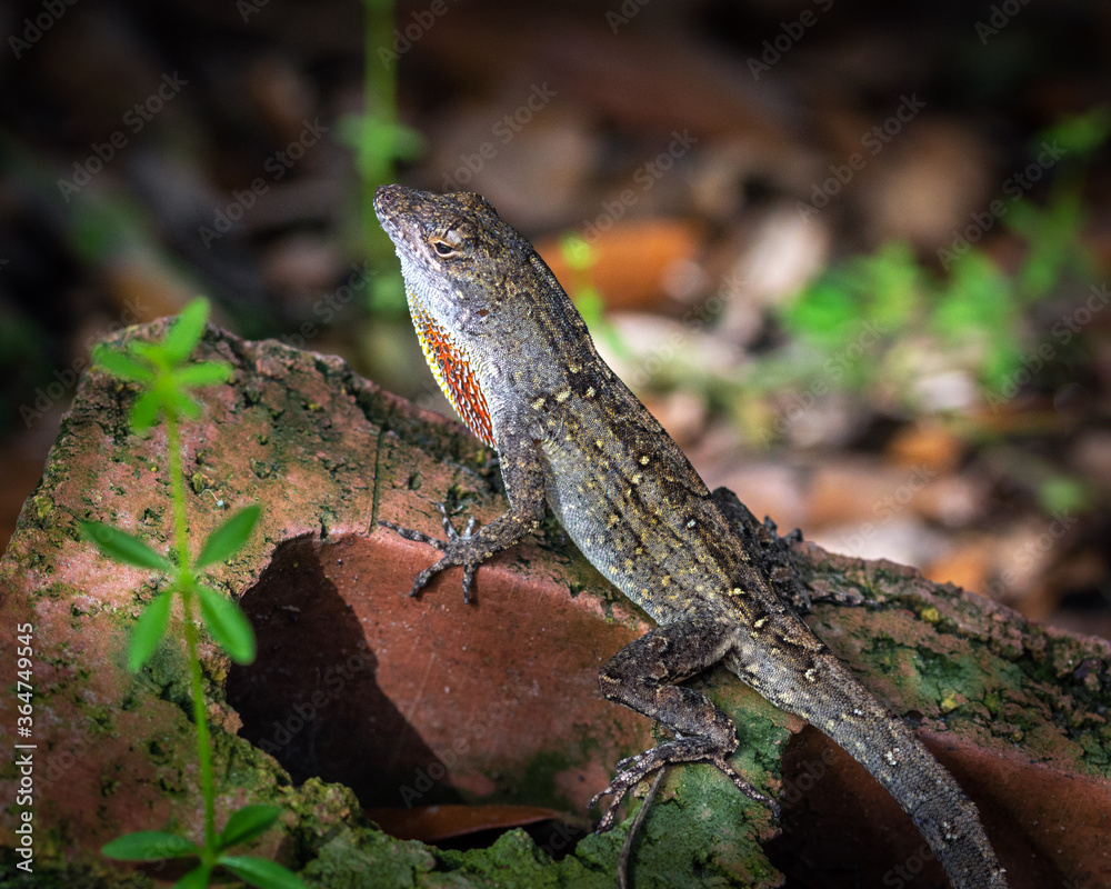 Brown Anole on a red brick! Brown Anole on a red brick!