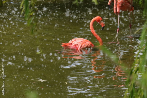 pink flamingo in the water