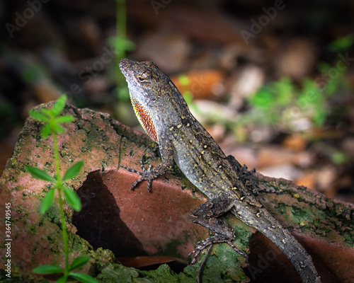Brown Anole on a red brick! © Lawrence
