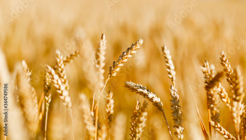 Golden field of ripened cereals  yellow wheat and rye. Harvest of bread.