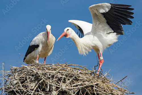 White Stork - Ciconia ciconia, beautiful large popular bird from Europeand grasslands and meadows, Basel, Switzerland.