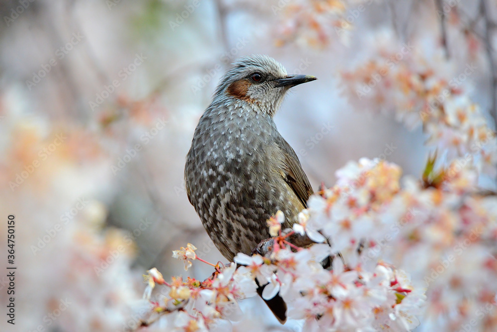 蜜の味 蜜の味