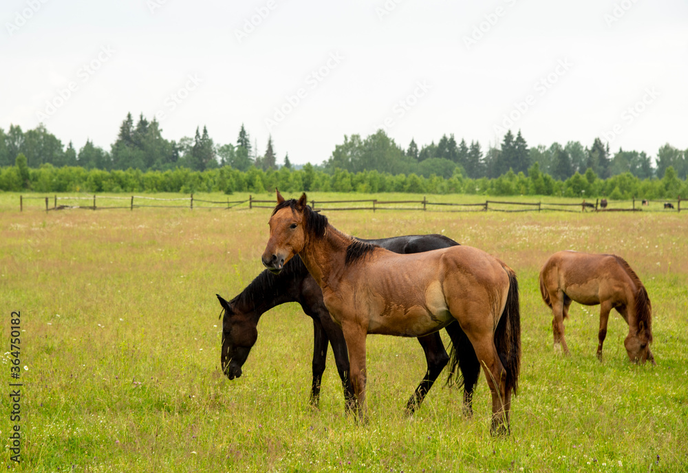 A herd of young foals grazing on a field. A herd of young foals grazing on a field.