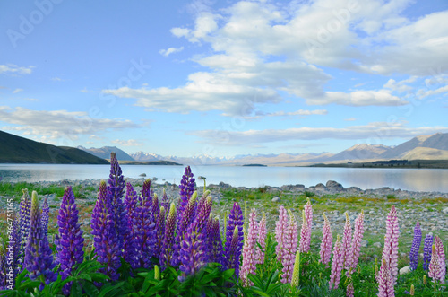 Lupins blooming around Lake Tekapo, New Zealand during summer time.