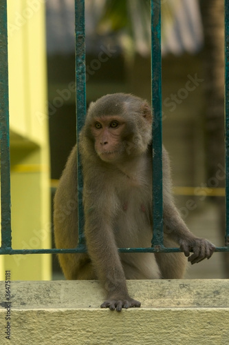A monkey looking through the cage bars at Sundarban tiger reserve © Rima