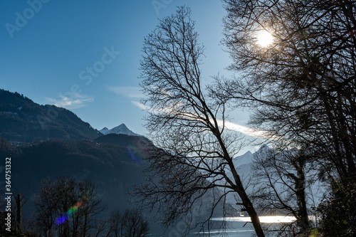 Baum