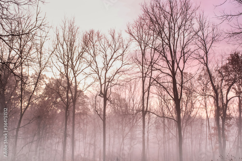 Obraz na płótnie Bare Trees Silhouetted Against Misty Dawn w salonie