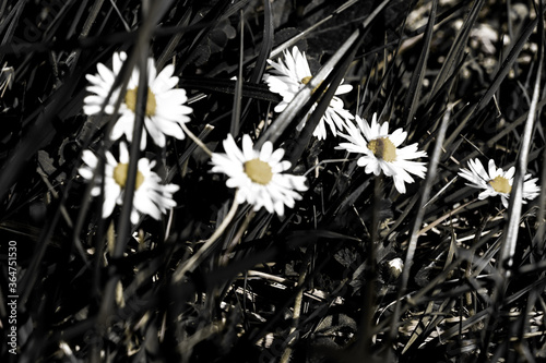 Gänseblume