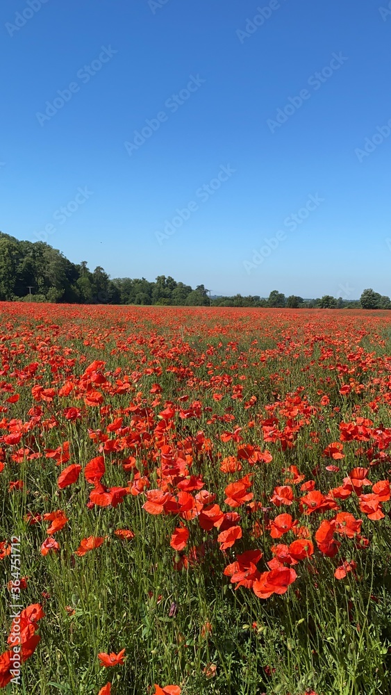 Carpet of red tall poppies blowing in the wind 