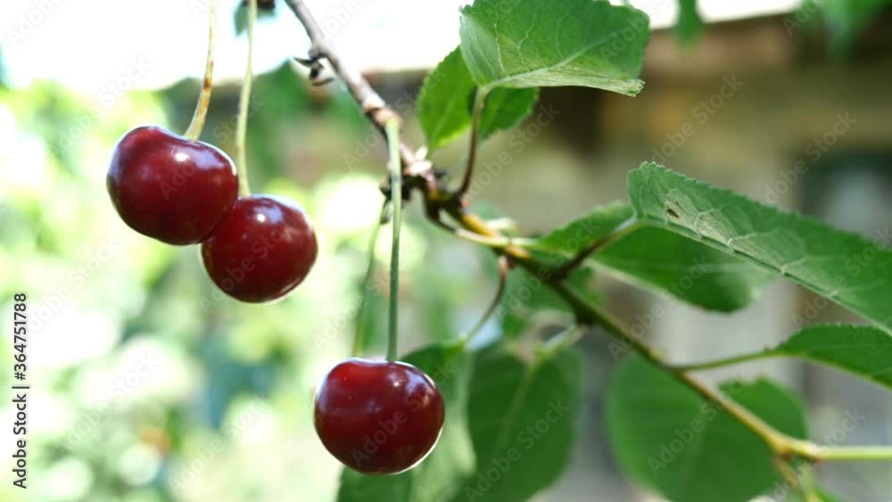 Several of ripe red cherry berries hanging on tree branchs swinging on breeze in summer day in garden in farm yard. Natural lighting. Bokeh. Close-up. Outdoors. Several of ripe red cherry berries hanging on tree branchs swinging on breeze in summer day in garden in farm yard. Natural lighting. Bokeh. Close-up. Outdoors.