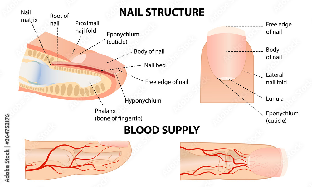 The partial nail bed is detached, but the rest of the nails are attached  with skin. How do I cure it? - Fingernails - Quora