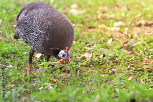 Helmeted guineafowl (Numida meleagris) foraging for foods in a farm.
