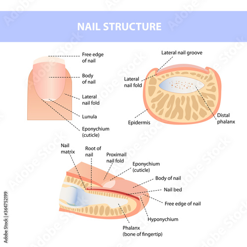 Anatomical training poster. Fingernail Anatomy. Cross-section of the finger. Structure of human nail.