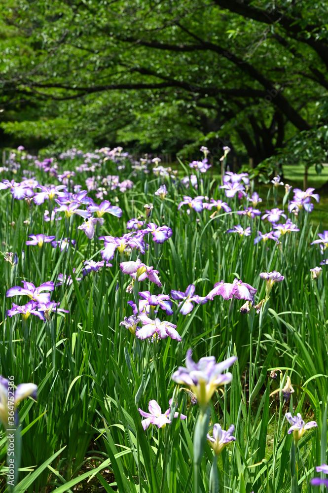 梅雨の浜離宮恩賜庭園の花菖蒲 梅雨の浜離宮恩賜庭園の花菖蒲