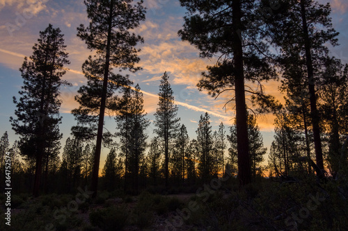 Sunset in a Pacific Northwest Pine Forest 
