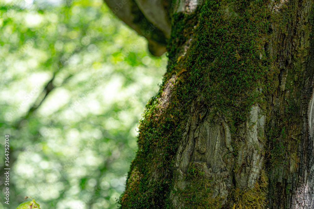 Fototapeta premium Growing tree covered with moss