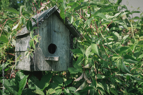 old wooden bird house