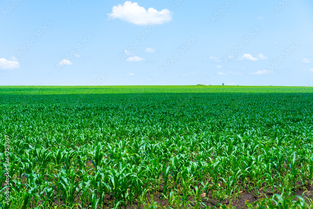 Field of flowering corn goes over the horizon
