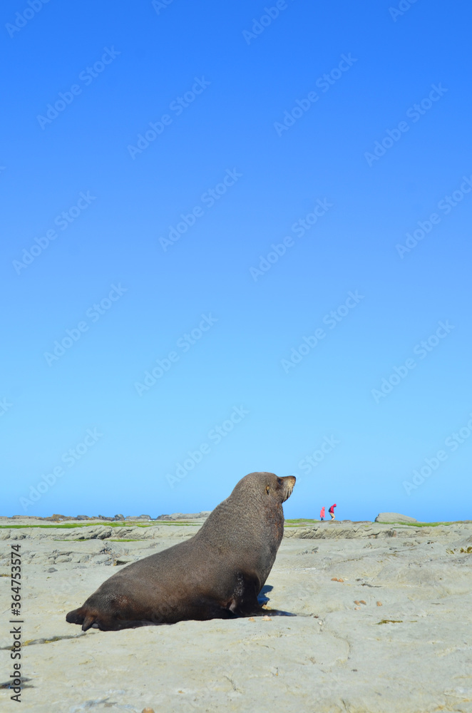 Fototapeta premium A big sea lion on the kaikoura beach, New zealand.