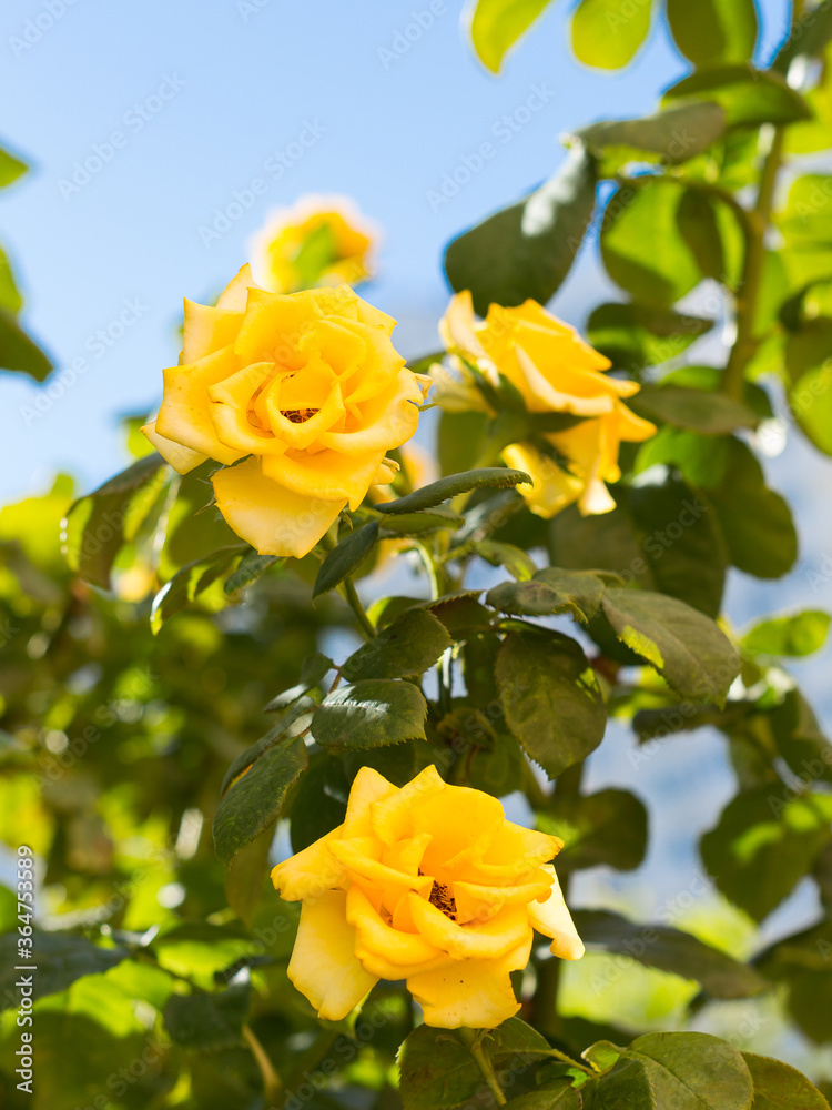 yellow roses with green lycees against a blue sky yellow roses with green lycees against a blue sky
