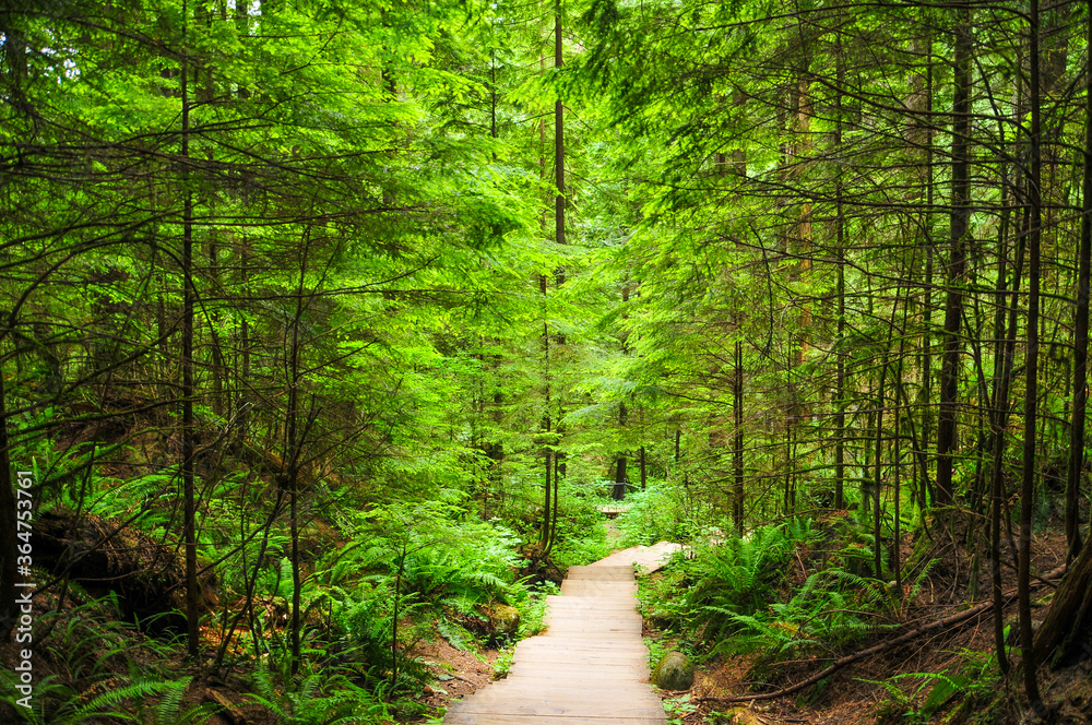 カナダの大自然リン・キャニオン・パーク　A very beautiful forest landscape in Canada