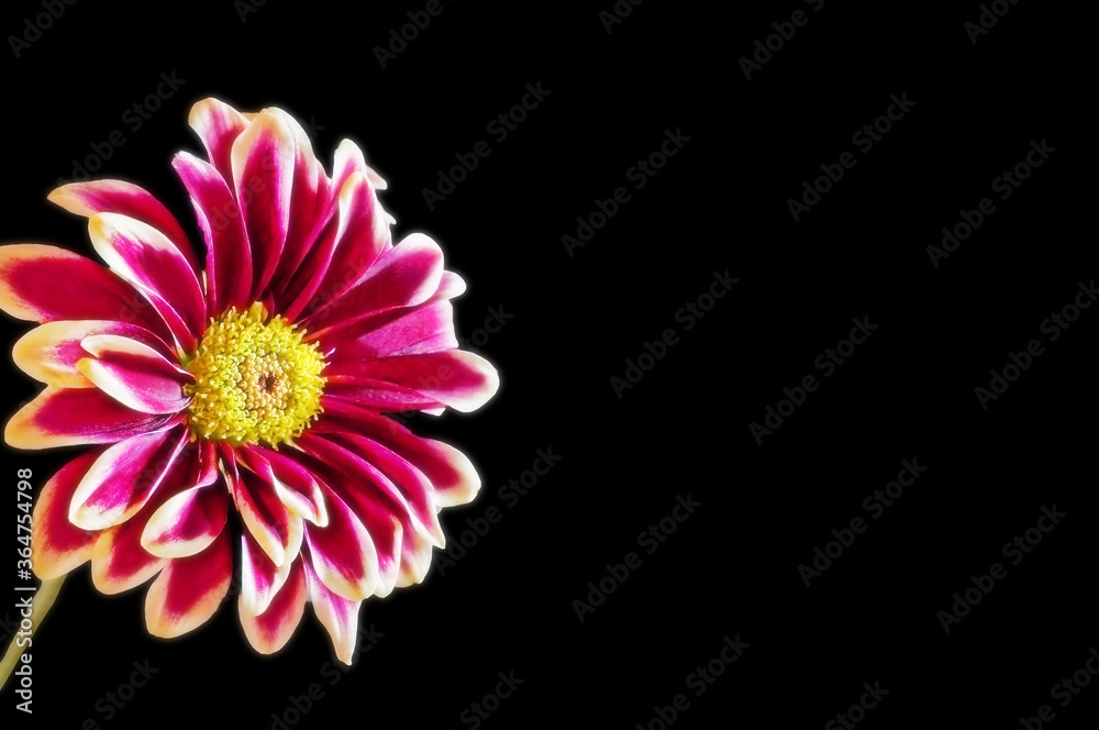 This dramatic flower image is a white edged burgundy colored dahlia flower isolated on a black background with plenty of room for text. This dramatic flower image is a white edged burgundy colored dahlia flower isolated on a black background with plenty of room for text.