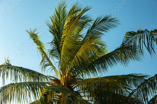 Palme in Costa Rica