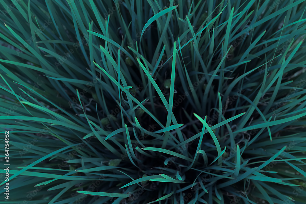 Obraz premium 树叶 树枝 树木 叶子 叶片 绿色 自然 阳光 绿叶 生机盎然 绿意 植物 草 草木