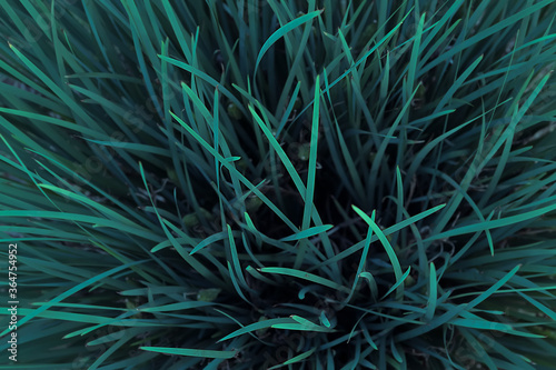 树叶  树枝 树木 叶子 叶片  绿色  自然  阳光 绿叶 生机盎然  绿意
植物  草 草木