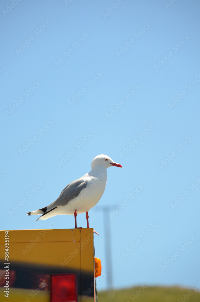 Obraz premium Sea gull by the coast at New Zealand. 
