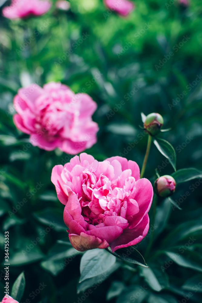 Beautiful blooming pink peony flowers growing outdoor in the garden. Natural floral background.