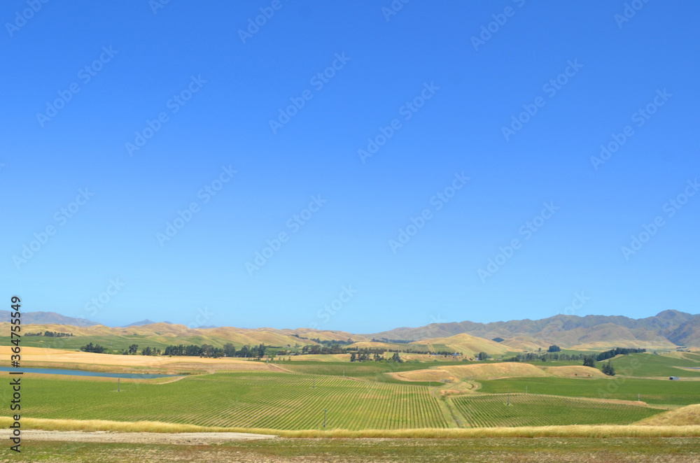 Agriculture of wine yard sector of New Zealand in Marlborough region.