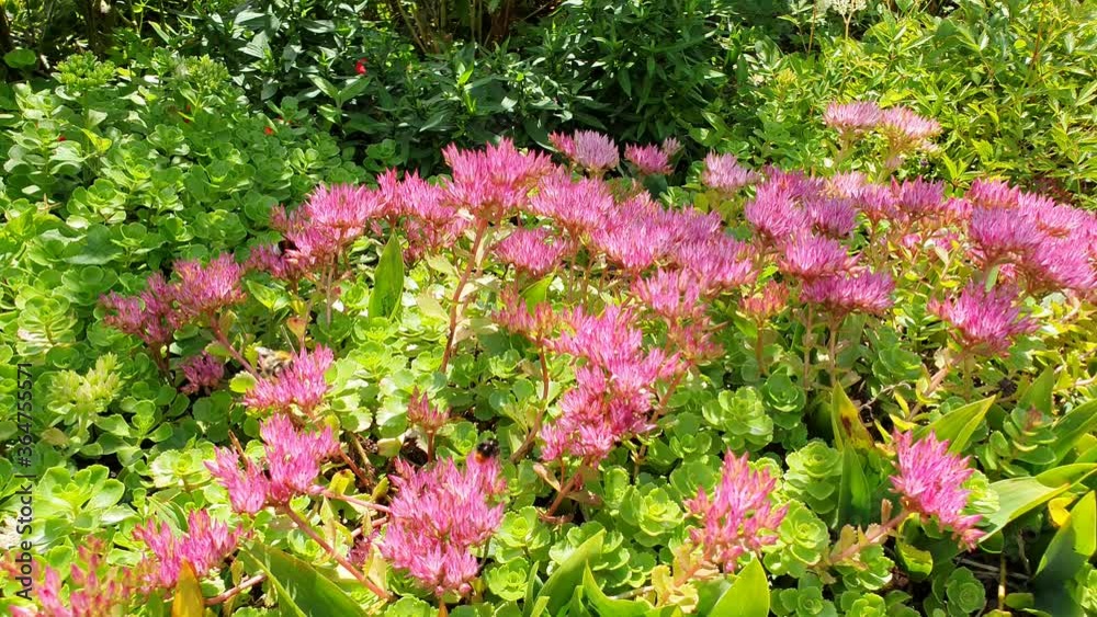 Kaukasus-Asienfetthenne und viele Hummeln, Insekten Video Kaukasus-Asienfetthenne und viele Hummeln, Insekten Video