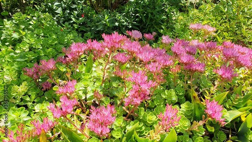 Wallpaper Mural Kaukasus-Asienfetthenne und viele Hummeln, Insekten Video Torontodigital.ca